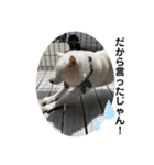 犬と犬と猫と猫。（個別スタンプ：31）
