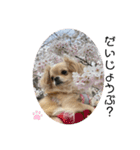 犬と犬と猫と猫。（個別スタンプ：33）