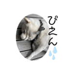 犬と犬と猫と猫。（個別スタンプ：34）