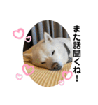 犬と犬と猫と猫。（個別スタンプ：35）