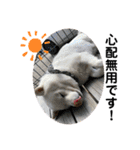 犬と犬と猫と猫。（個別スタンプ：36）