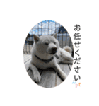 犬と犬と猫と猫。（個別スタンプ：37）
