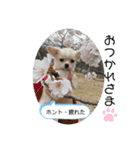 犬と犬と猫と猫。（個別スタンプ：38）