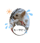 犬と犬と猫と猫。（個別スタンプ：39）