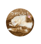 犬と犬と猫と猫。（個別スタンプ：40）