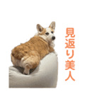 リアルなコーギースタンプ③（個別スタンプ：2）