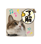 ぴよ＆トロ その3（個別スタンプ：1）