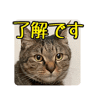 ぴよ＆トロ その3（個別スタンプ：3）