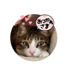 ぴよ＆トロ その3（個別スタンプ：5）