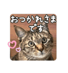 ぴよ＆トロ その3（個別スタンプ：6）