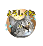 ぴよ＆トロ その3（個別スタンプ：7）