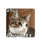 ぴよ＆トロ その3（個別スタンプ：8）