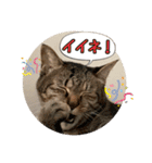 ぴよ＆トロ その3（個別スタンプ：10）