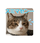 ぴよ＆トロ その3（個別スタンプ：12）