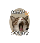 ぴよ＆トロ その3（個別スタンプ：14）