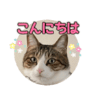 ぴよ＆トロ その3（個別スタンプ：15）