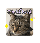 ぴよ＆トロ その3（個別スタンプ：16）
