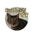 ぴよ＆トロ その3（個別スタンプ：18）