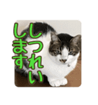 ぴよ＆トロ その3（個別スタンプ：20）