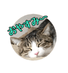 ぴよ＆トロ その3（個別スタンプ：21）