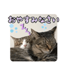 ぴよ＆トロ その3（個別スタンプ：22）