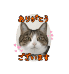 ぴよ＆トロ その3（個別スタンプ：26）