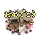 ぴよ＆トロ その3（個別スタンプ：29）