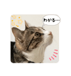 ぴよ＆トロ その3（個別スタンプ：31）