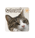 ぴよ＆トロ その3（個別スタンプ：33）