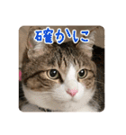 ぴよ＆トロ その3（個別スタンプ：34）