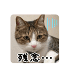 ぴよ＆トロ その3（個別スタンプ：36）