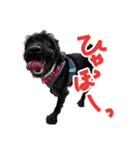 ソラリススタンプ（個別スタンプ：1）