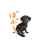 ソラリススタンプ（個別スタンプ：7）