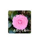 お花があいさつ（個別スタンプ：4）