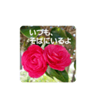 お花があいさつ（個別スタンプ：6）