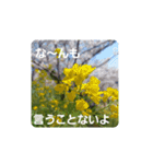 お花があいさつ（個別スタンプ：8）