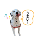チップくんの日常（個別スタンプ：7）