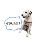 チップくんの日常（個別スタンプ：8）
