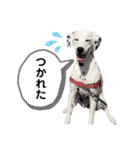 チップくんの日常（個別スタンプ：10）