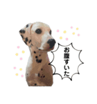 チップくんの日常（個別スタンプ：25）