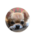 チワワ(リク)スタンプ（個別スタンプ：3）