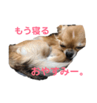 チワワ(リク)スタンプ（個別スタンプ：5）