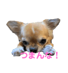 チワワ(リク)スタンプ（個別スタンプ：6）