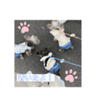 うちの3子犬♡（個別スタンプ：1）