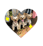 うちの3子犬♡（個別スタンプ：2）