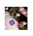 うちの3子犬♡（個別スタンプ：3）