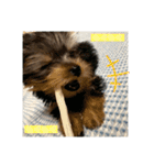 うちの3子犬♡（個別スタンプ：4）