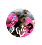 うちの3子犬♡（個別スタンプ：6）