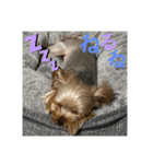 うちの3子犬♡（個別スタンプ：7）