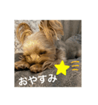 うちの3子犬♡（個別スタンプ：8）